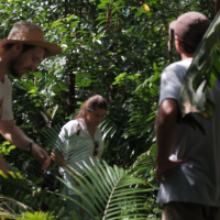Nforests - Agroforestry Carbon